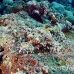 crocodilefish_flathead_cc_h_0705_png1711.jpg